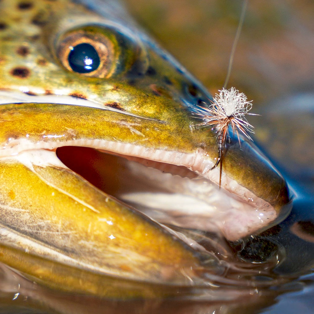 adams fly fishing lure Parachute It just plain works—even Model:CDN662MFS KastKing Patented V15 Vertical YT--How to Set Up a Portable Pipe and Drape Backdrop
